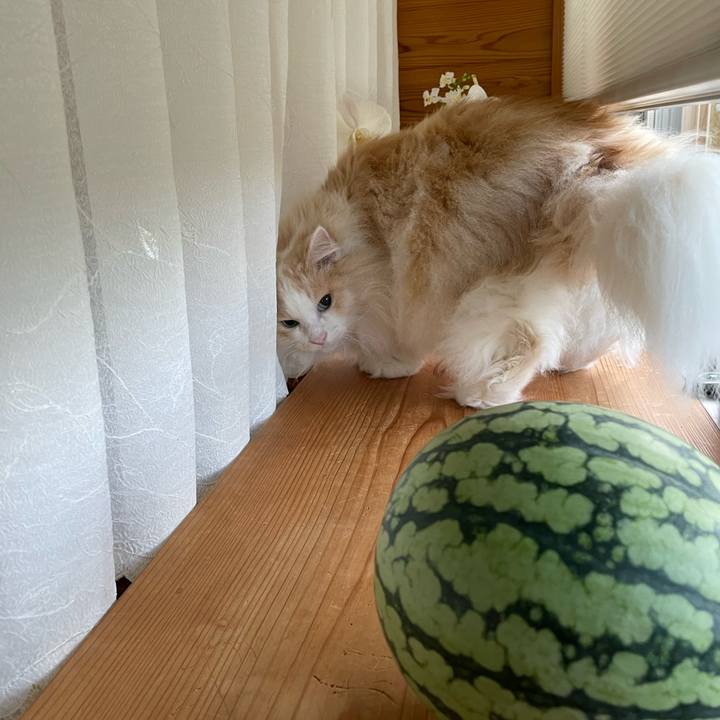 87c0f3f8 21ad 47b1 a21a 046a97ac7a99 1691102046730