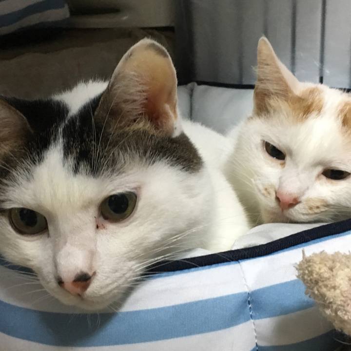 87c1f95e 2d55 4526 812f b7e6ba109504 1538086051404