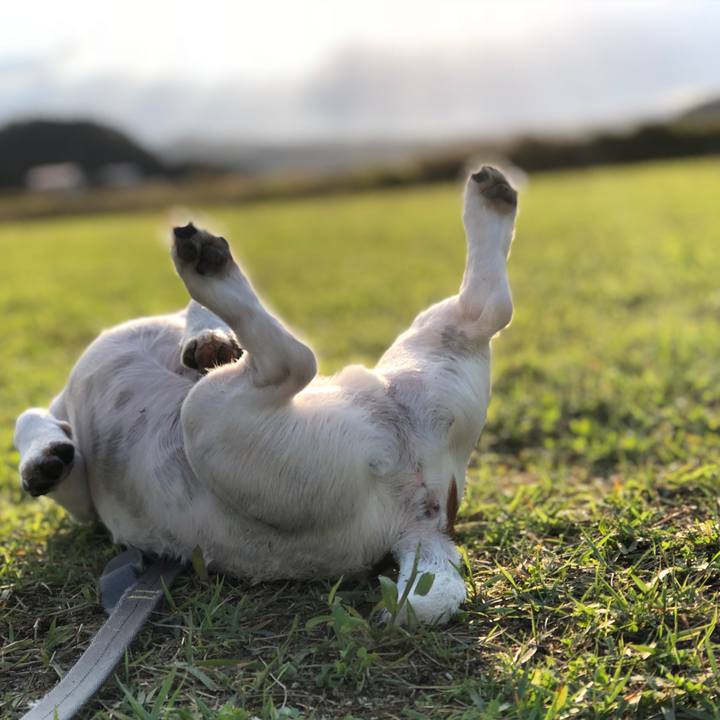 87c3a3e6 6446 47ab b5a6 7a0b37aa9e80 1539589847717