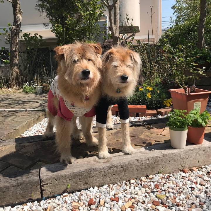 87c4a34c a636 428d acac c50c23c5e629 1617030377356