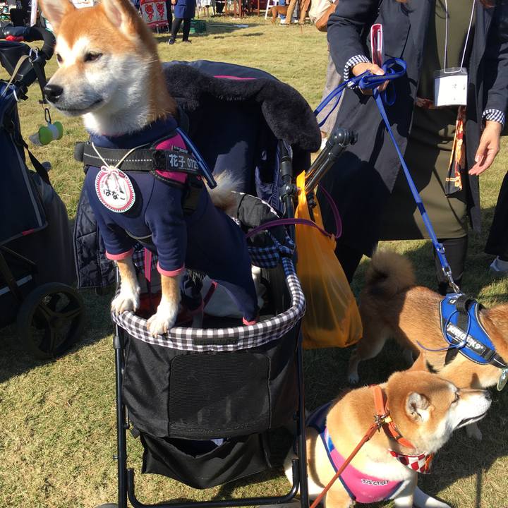 87c535b9 fef5 4158 b245 07006d6852f2 1573917335948