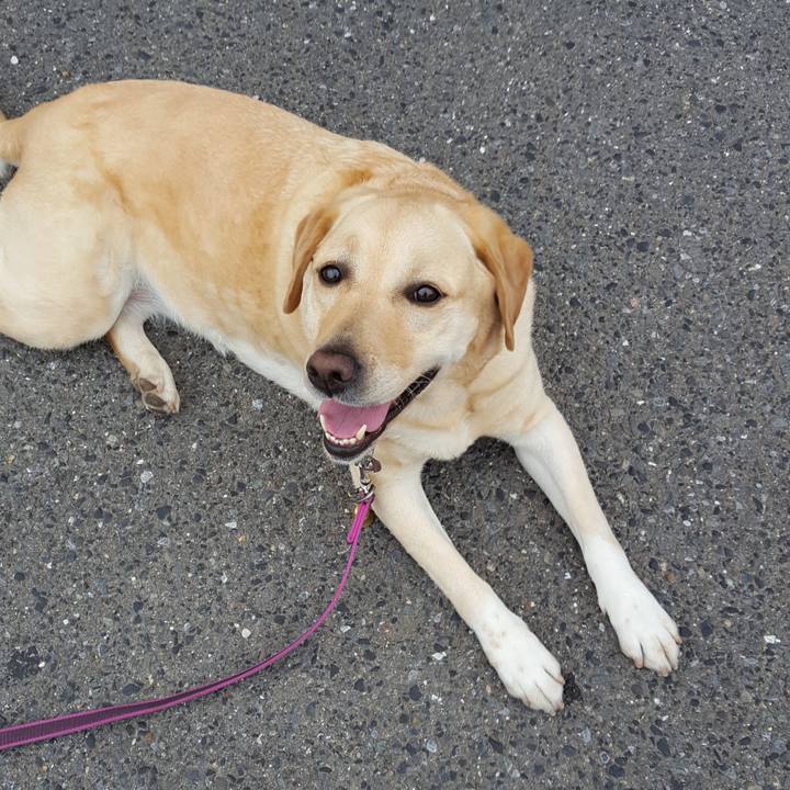 87c54d63 ab18 45f0 8d1d 01079c21f5d2 1526614633223