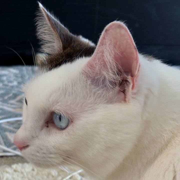 87c66815 36a0 4f3c bd43 d71825caf21d 1739061110260