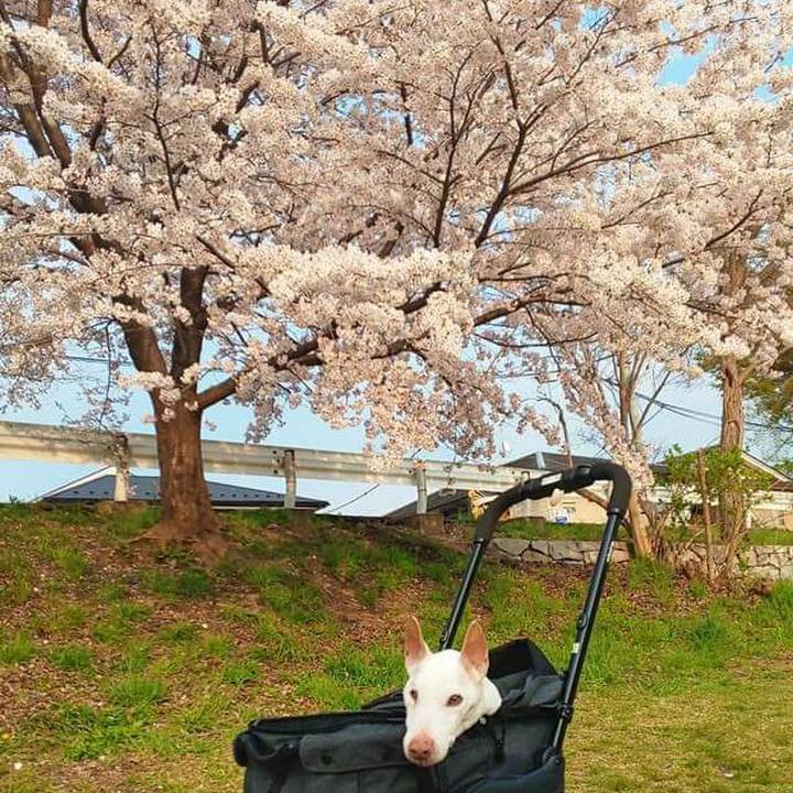 87ccc1c2 6386 424a a7f5 c36c53823fe8 1585916437977