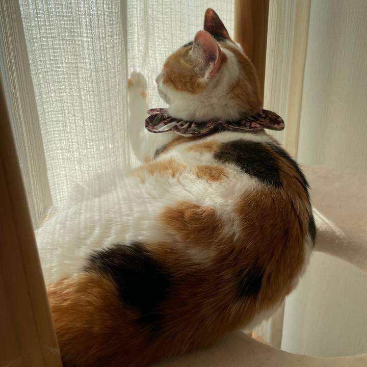 87ce9ccf 4103 4baf b3fe fe9009270727 1753327869869