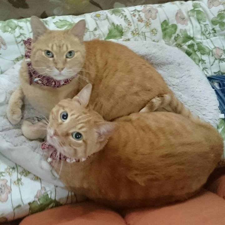 87cf9b77 f0f5 4ae6 9811 a5c4f3f3f2c5 1525789009740