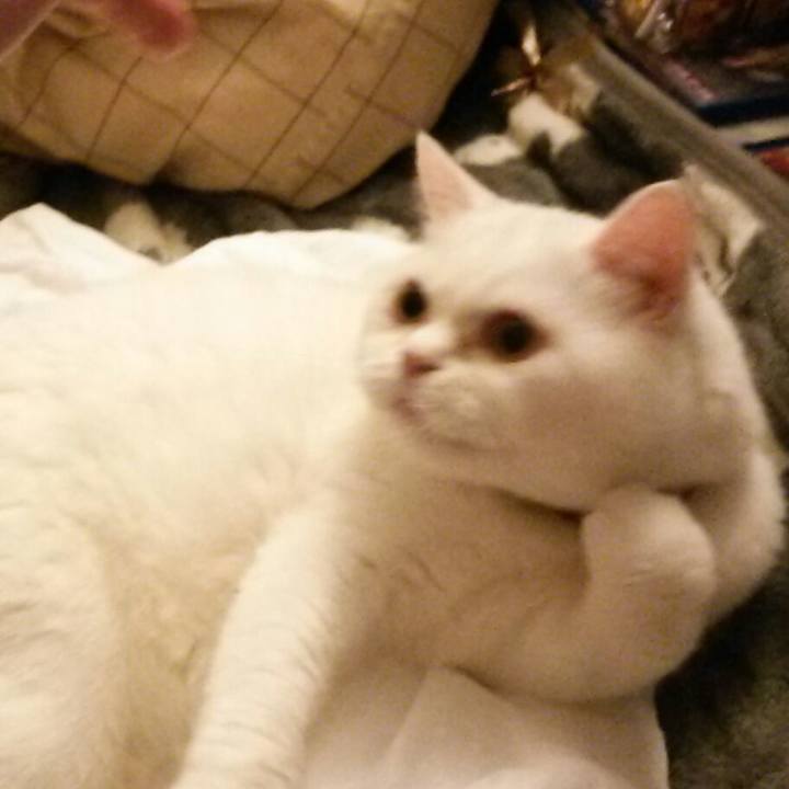 87d06f33 1205 4cf4 bebc e2ddcd5e79cf 1525819651074