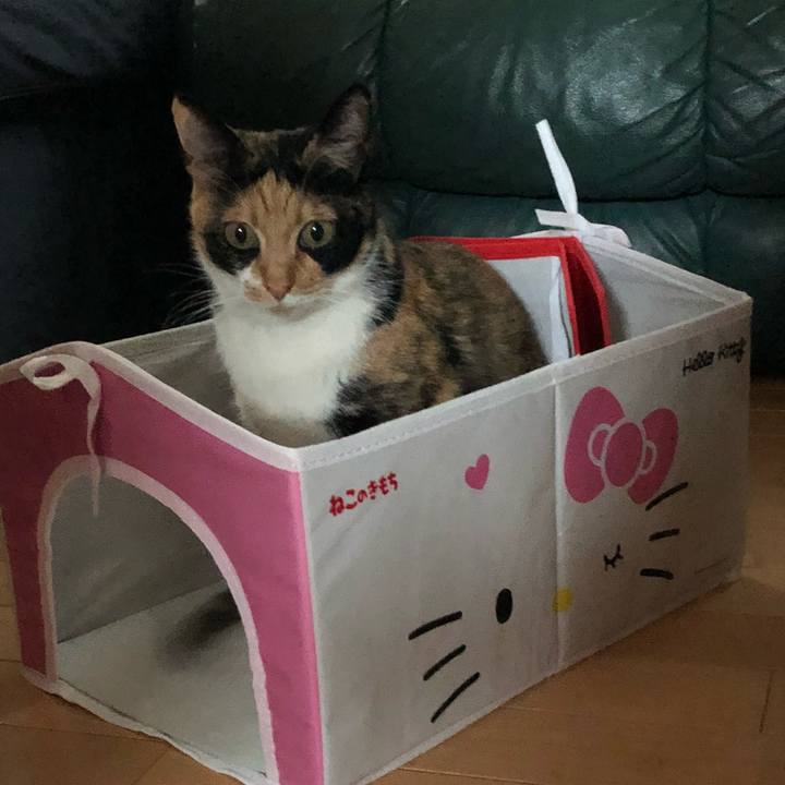 87d32a02 70dd 4608 8866 100dc6441a2e 1525259838675