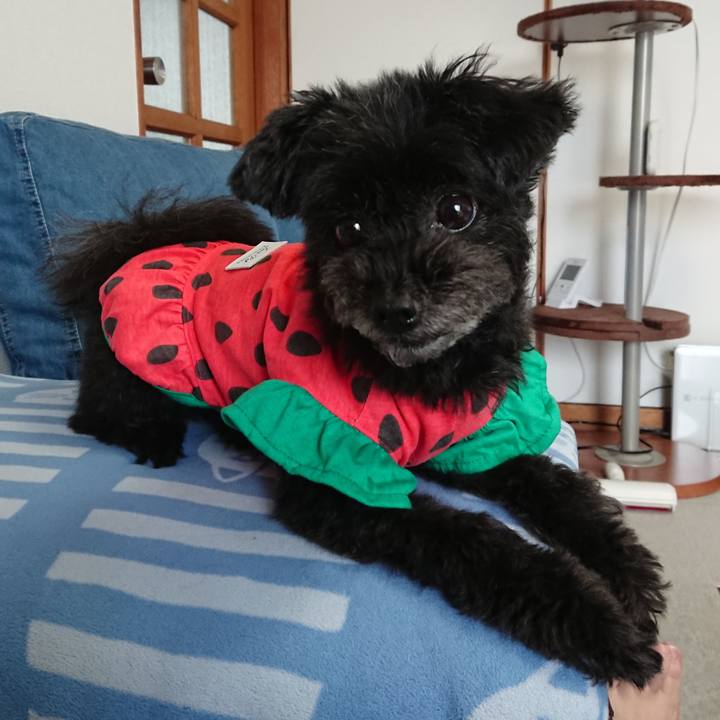 87d35482 c6bf 4081 8bee 810543e09a1f 1562385944623