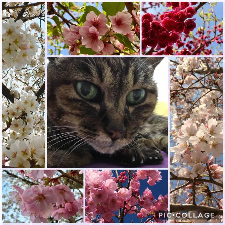 87d615e7 e243 4852 87fc de405590767f 1522847650506