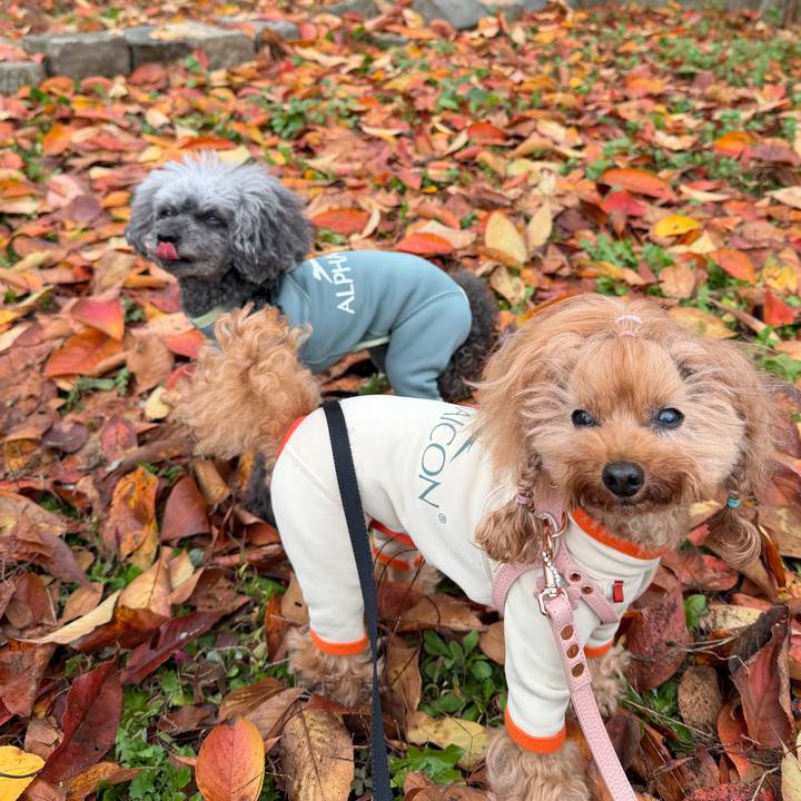 87d6831a 5740 4c9e 8b4a 9dd82c9bcb69 1764803740717