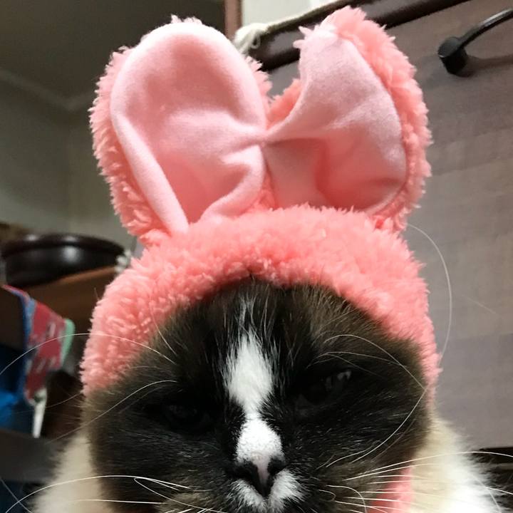 87d76916 1a60 4a18 ab80 8ebaa0525339 1517115599436