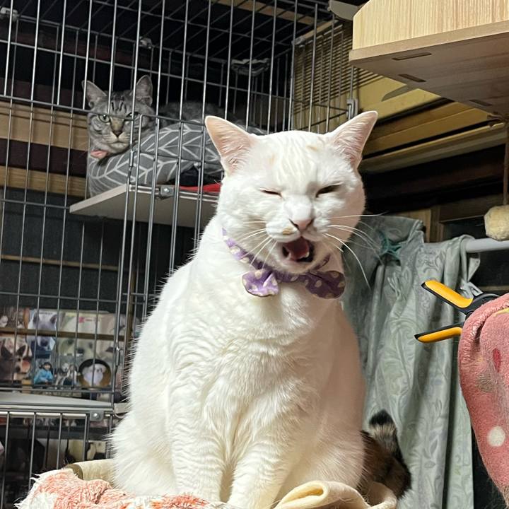 87da97f6 6855 439f bfc7 488bdc2f22e5 1774345100563