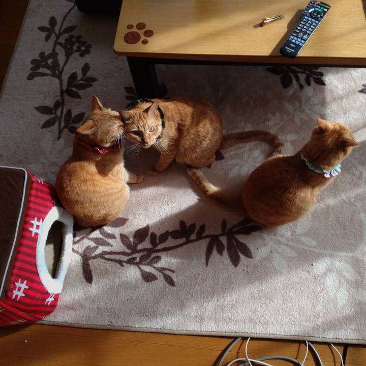 87da9e39 8bff 4a4c 8f8e b356f50478a9 1636350909720