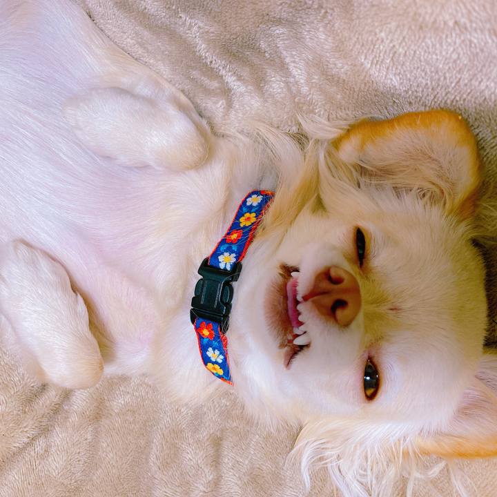 87db116e d038 4e83 99d6 8d1c15f60dde 1637116966564