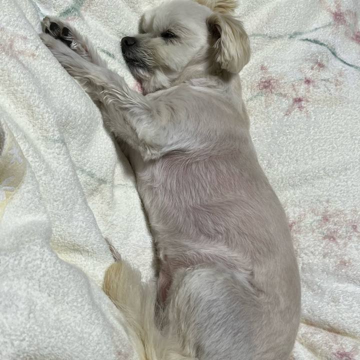 87db30f7 579f 495a 9043 4a8d56fd2b66 1651761310368