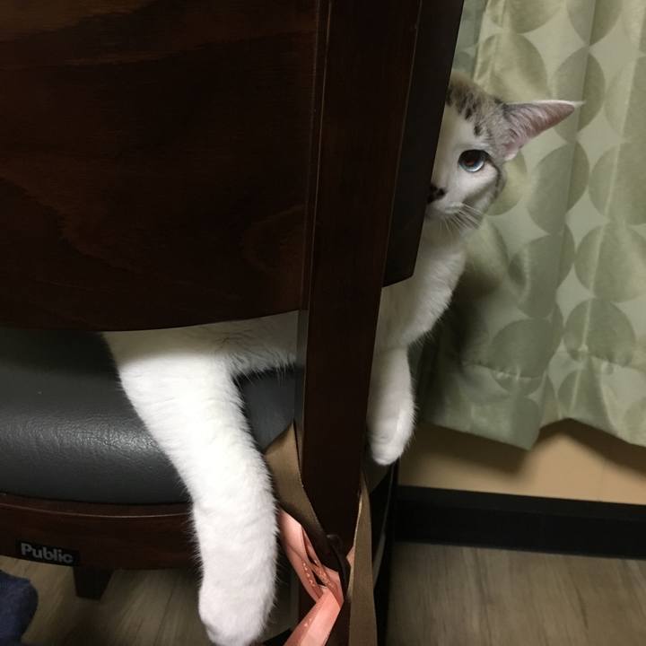 87db763c e4aa 4e34 81ed 7e12f4687715 1545122054206