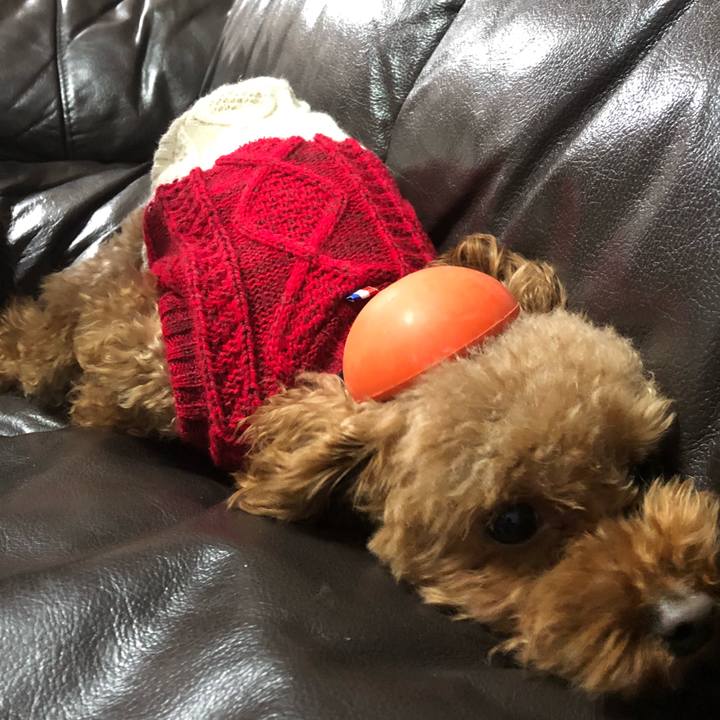 87de326a 1289 4722 ac57 2dac59b03f78 1545387229800