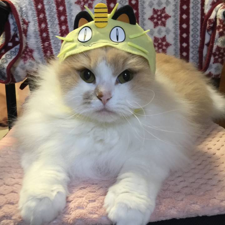 87e51dca ed12 4aa0 8cf8 55da001dc242 1552473596820