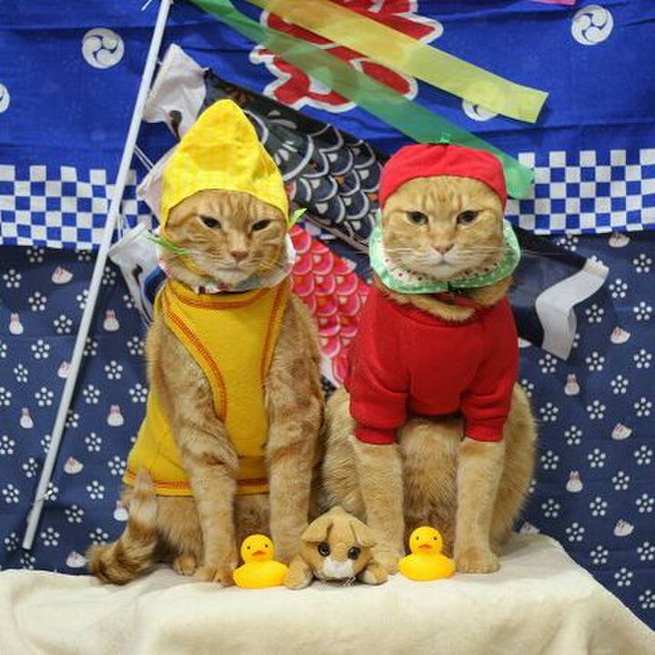 87e7664c 8789 4a5e a4fd d5a85fb96301 1523838680862