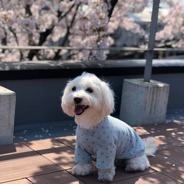 87eacadc 822c 42bd a231 e53f6e9f7e0f 1522481107130