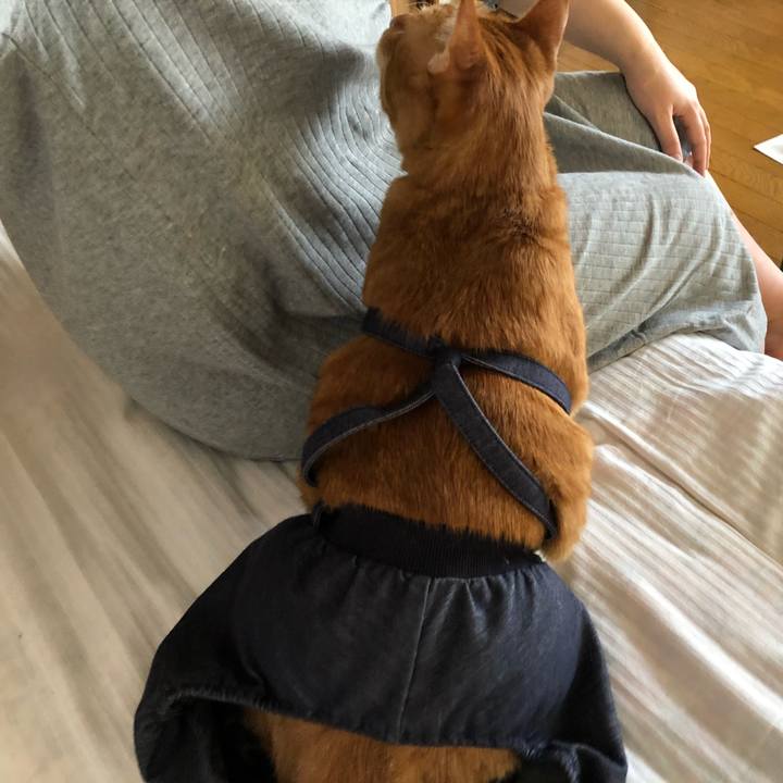 87ec54ba f5ad 406b bcbc d49186efefc2 1584136486195