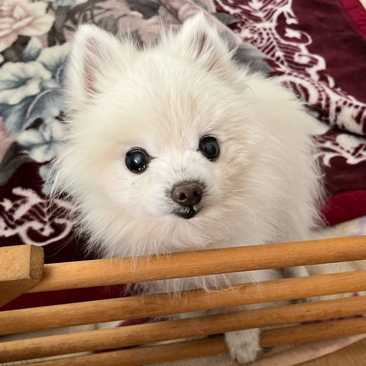 87ecac2a 3946 4346 a504 68f9795a497b 1650355617321