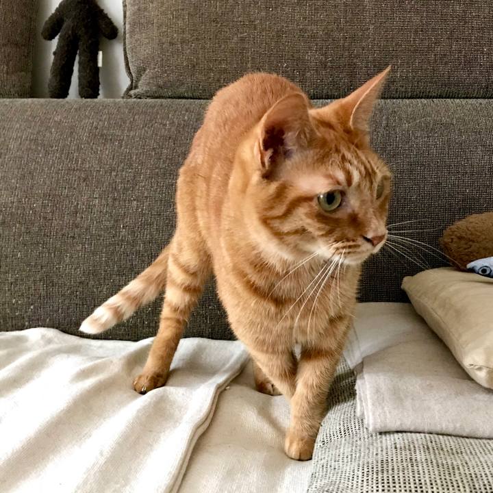 87ecfea5 9d82 415c b3df af2de942a996 1539935086672