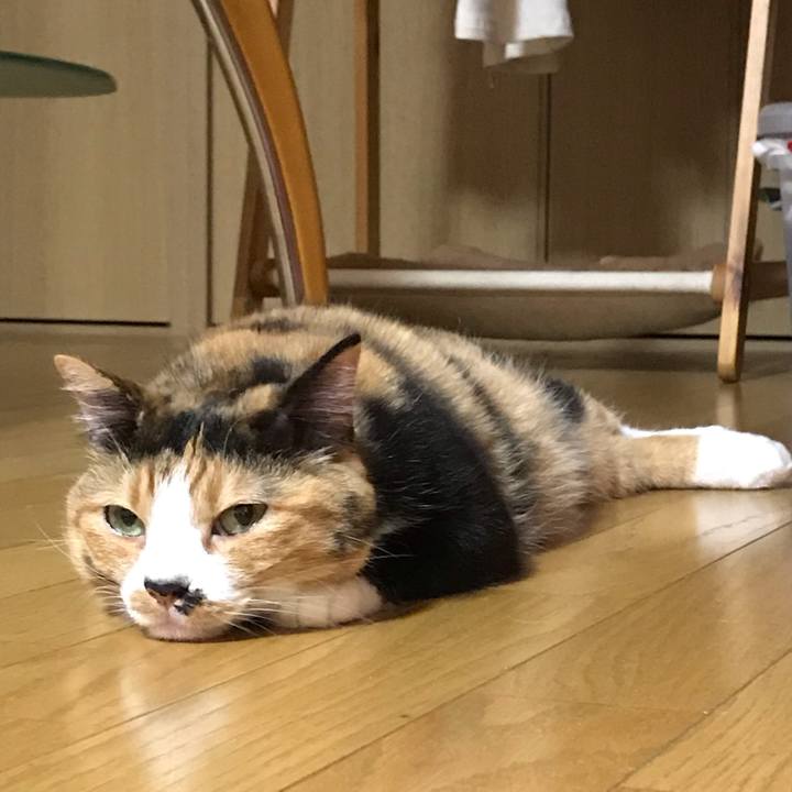 87ef785b 2c99 42bd aac8 6c784b473a4e 1559882792978