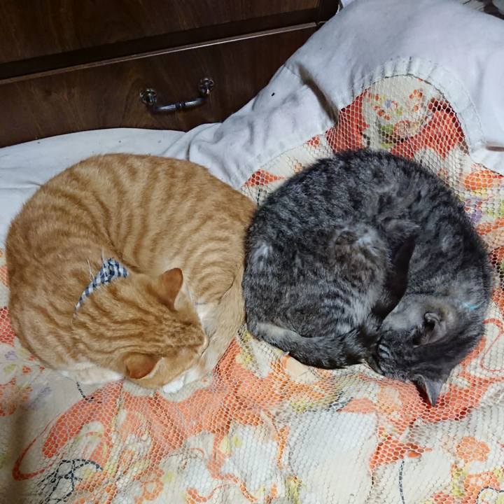 87f082e7 840f 476a af76 1a05334fbe72 1572784648859