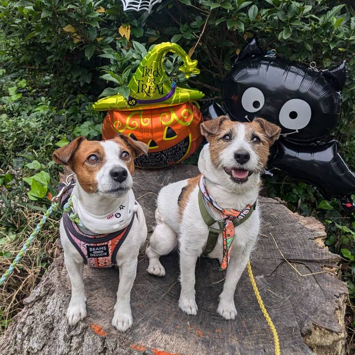 87f153ee 1f87 4d5d b9c4 d4eca1ade382 1729985360416