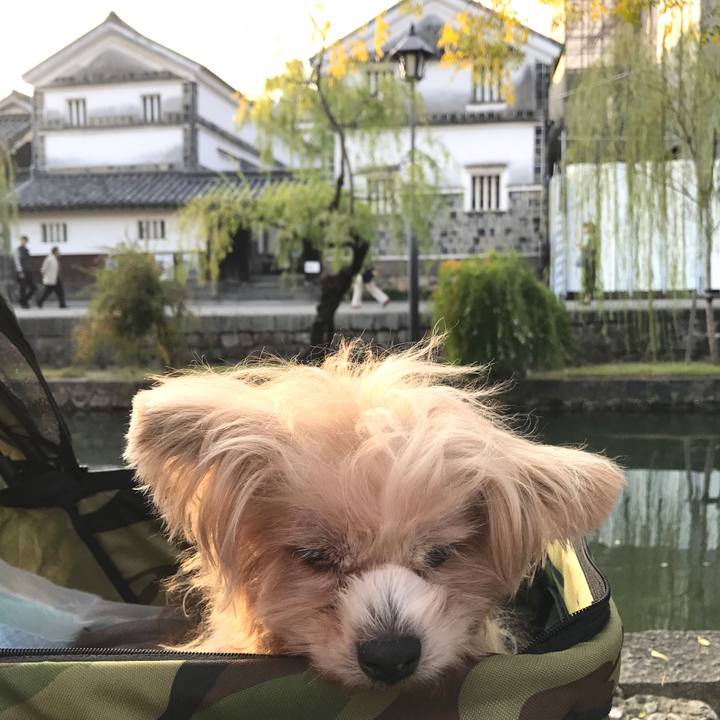 87f221b4 1211 41ba aeed c836eb193019 1542383340408