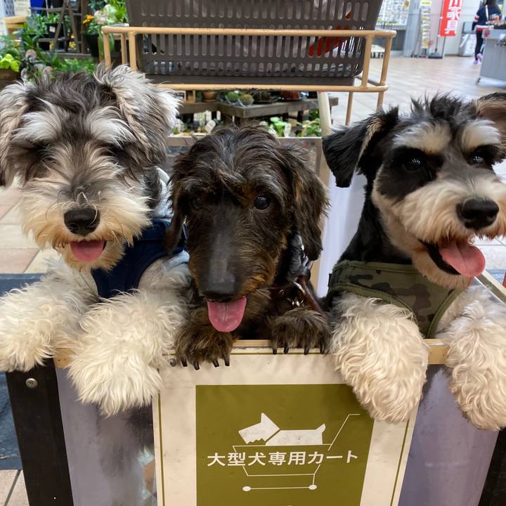 87f306c3 e0c4 4b44 8717 7daa0ca82008 1572167035765