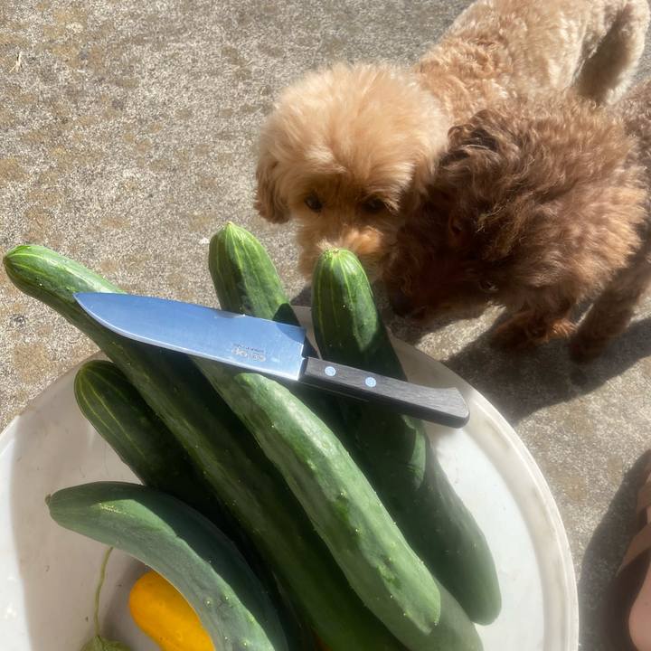 87f483c0 9ad6 4fe3 906b aae06c2ae6d6 1596973707467