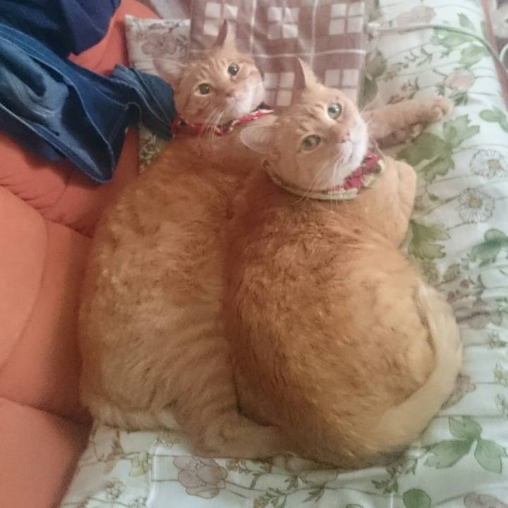 87f4b1fb 52ec 42d0 9c94 64ead07e656c 1521189235112