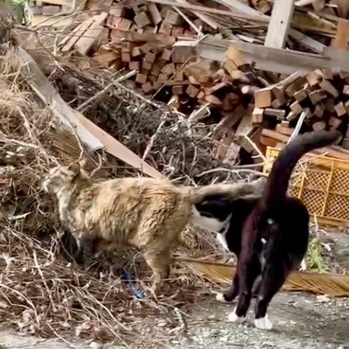 87f578ed ae93 4e52 9105 55b08169d4bc 1749610101093