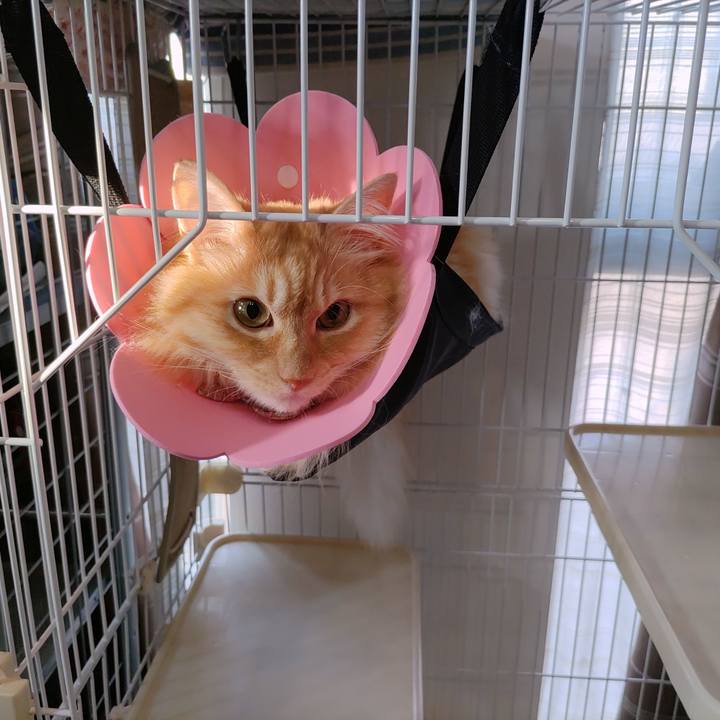 87f6fffe 78e4 4832 8ba8 f3b7c33847e2 1688508585896