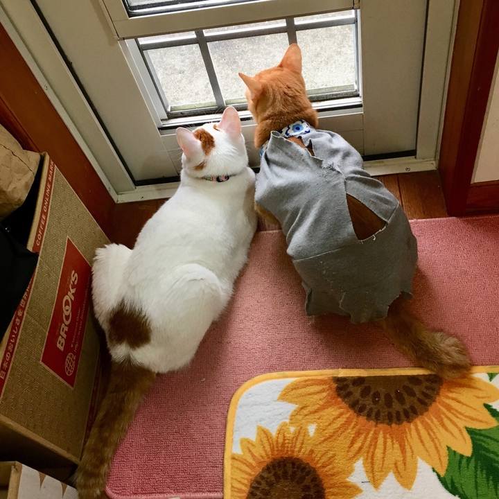 87fad970 d4f4 454b a34c ec44a3ef1a46 1530759584472