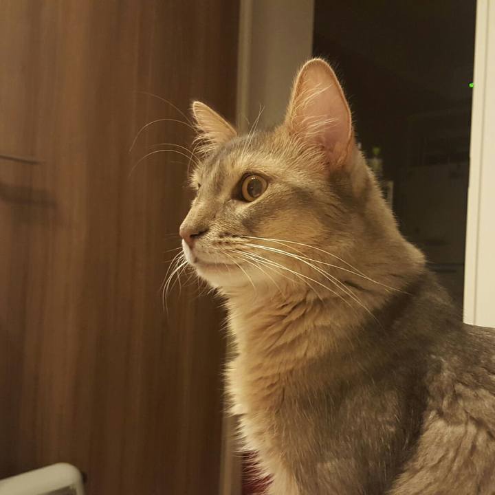 87fc8482 eff1 4df7 b485 0b4a60940978 1529069401514