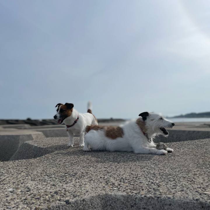 87fe82a9 7318 4ba8 8d11 de8b343e45d0 1748302146596