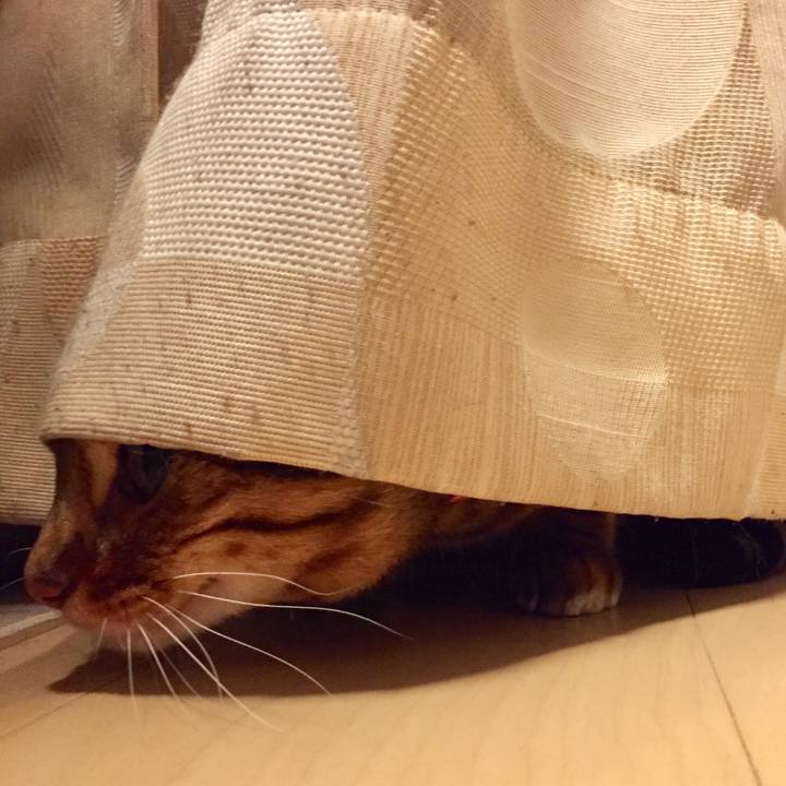 880313cc b9cc 4f2c 9d94 51a275ff2786 1528757556192