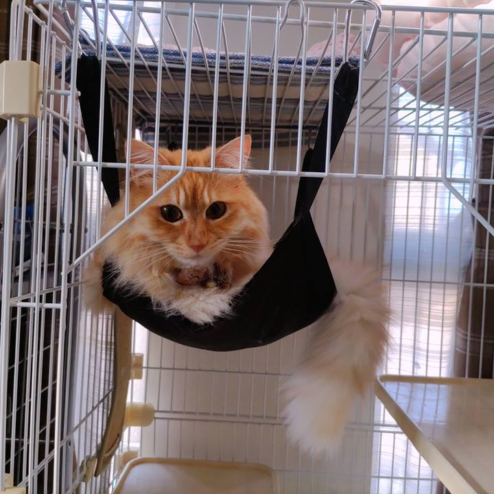 88051799 1244 43f7 8f52 bd33e13bc6fa 1687561993960