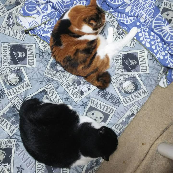 8806241d b9ea 4c36 882f da5edaf3f574 1534288538413