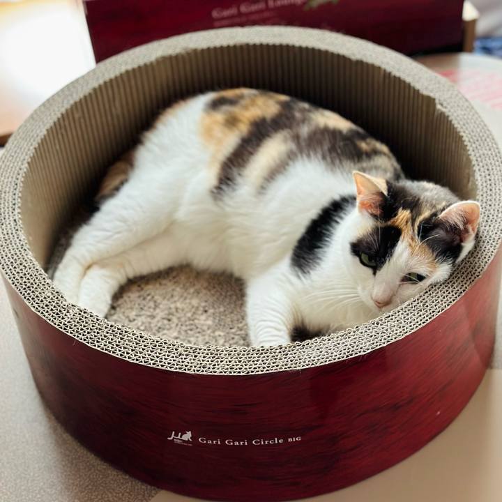 880932c5 1772 4341 9cc4 060817b9d093 1689903217154