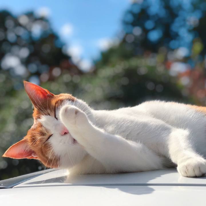 8809cbf5 1047 43e0 8875 c0619f394e13 1572843536518