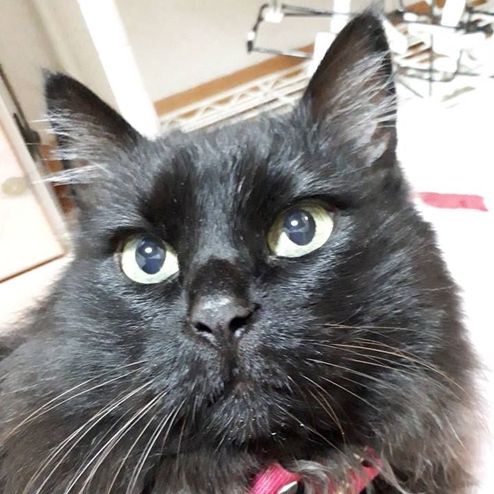 880c83c7 13c6 4359 baf2 1ff3681e43e0 1545909720670