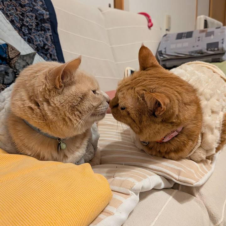 880da8de 7961 43bd 9e6e b427a756dda8 1769081370539