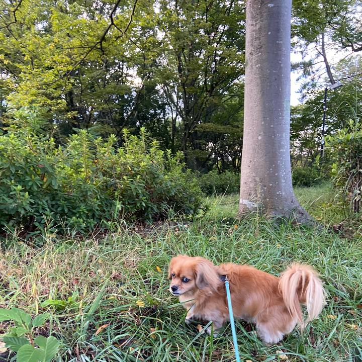 88132110 51c9 43e4 a94d f907ef63a890 1603145768424