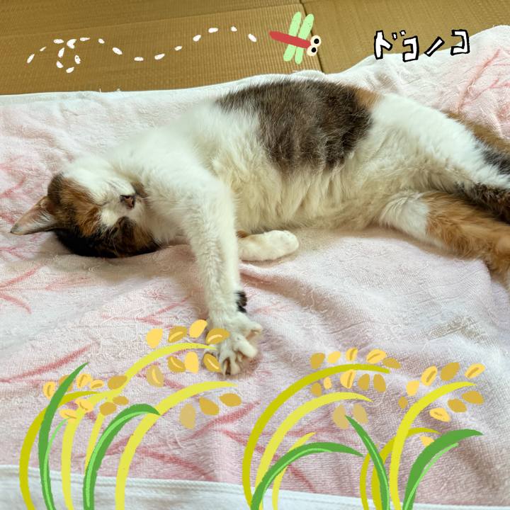 88172399 dedf 4243 90d5 c4209fb8f643 1761449636684