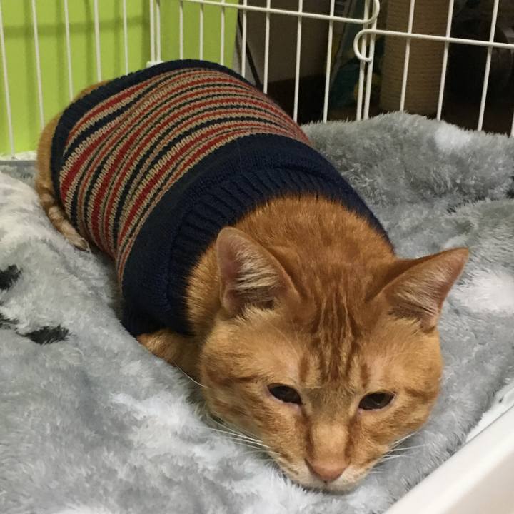 8818797e d766 4f83 9ad7 b7b8fb4238f5 1539692402082